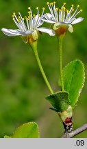 Cerasus fruticosa (wiśnia karłowata)