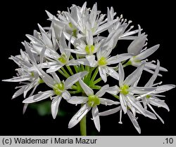 Allium ursinum (czosnek niedźwiedzi)