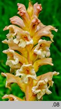 Orobanche lutea (zaraza czerwonawa)