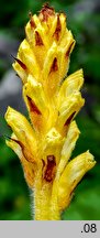 Orobanche flava (zaraza żółta)