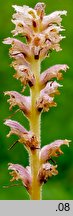 Orobanche bartlingii (zaraza Bartlinga)