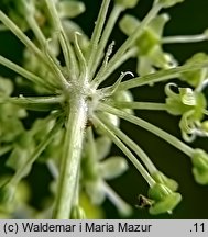 Angelica archangelica ssp. litoralis (dzięgiel litwor nadbrzeżny)