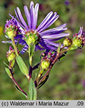 Aster amellus (aster gawędka)