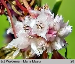 Cuscuta epithymum ssp. epithymum (kanianka macierzankowa)