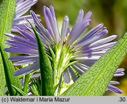 Symphyotrichum lanceolatum (aster lancetowaty)