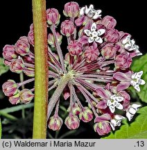 Asclepias syriaca (trojeść amerykańska)