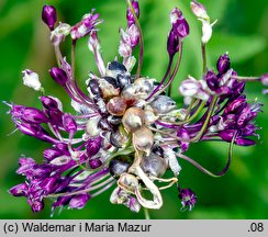 Allium vineale (czosnek winnicowy)