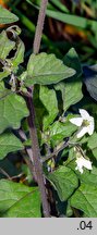 Solanum alatum (psianka skrzydlata)