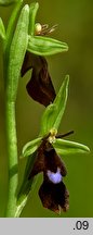 Ophrys insectifera (dwulistnik muszy)