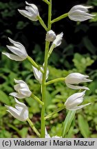 Cephalanthera longifolia (buławnik mieczolistny)