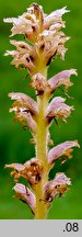 Orobanche bartlingii (zaraza Bartlinga)