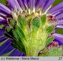 Aster amellus (aster gawędka)