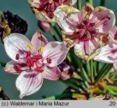 Butomus umbellatus (łączeń baldaszkowy)