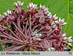 Asclepias syriaca (trojeść amerykańska)