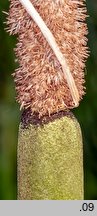 Typha latifolia (pałka szerokolistna)