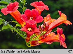 Campsis radicans (milin amerykański)