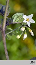 Solanum alatum (psianka skrzydlata)