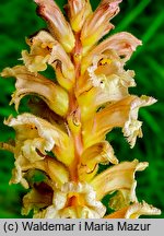 Orobanche lutea (zaraza czerwonawa)