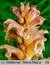 Orobanche lutea (zaraza czerwonawa)