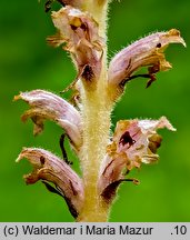 Orobanche bartlingii (zaraza Bartlinga)