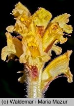 Orobanche flava (zaraza żółta)