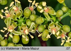 Parthenocissus inserta (winobluszcz zaroślowy)