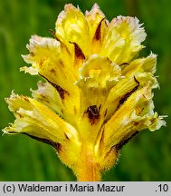 Orobanche lutea (zaraza czerwonawa)