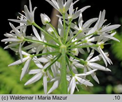 Allium ursinum (czosnek niedźwiedzi)