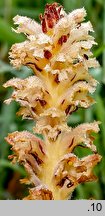 Orobanche bartlingii (zaraza Bartlinga)