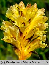 Orobanche lutea (zaraza czerwonawa)