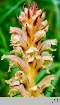 Orobanche bartlingii (zaraza Bartlinga)