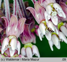 Asclepias syriaca (trojeść amerykańska)