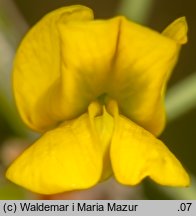 Caragana arborescens (karagana syberyjska)