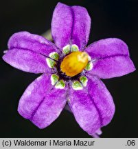 Solanum dulcamara (psianka słodkogórz)