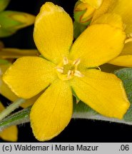 Lysimachia vulgaris (tojeść pospolita)