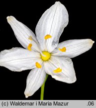 Anthericum ramosum (pajęcznica gałęzista)