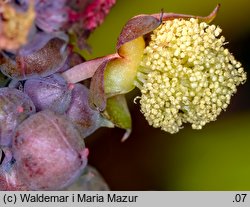 Ricinus communis (rącznik zwyczajny)