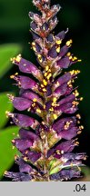 Amorpha fruticosa (amorfa krzewiasta)