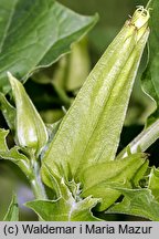 Datura stramonium (bieluń dziędzierzawa)