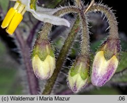 Solanum alatum (psianka skrzydlata)