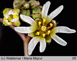 Draba verna (wiosnówki pospolitej)