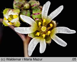 Draba verna (wiosnówka pospolita)