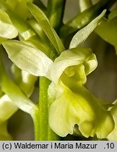 Orchis pallens (storczyk blady)