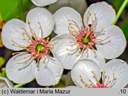 Cerasus vulgaris (wiśnia pospolita)