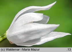 Cephalanthera longifolia (buławnik mieczolistny)