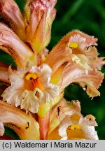 Orobanche lutea (zaraza czerwonawa)