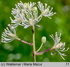 Actaea spicata (czerniec gronkowy)