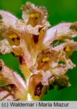 Orobanche bartlingii (zaraza Bartlinga)