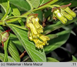 Lonicera involucrata (wiciokrzew skrytoowocowy)