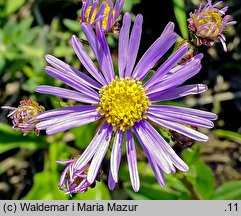 Aster amellus (aster gawędka)